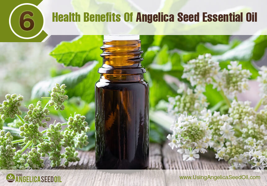 angelica essential oil uses